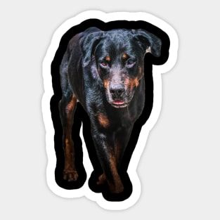 rottweiler Sticker